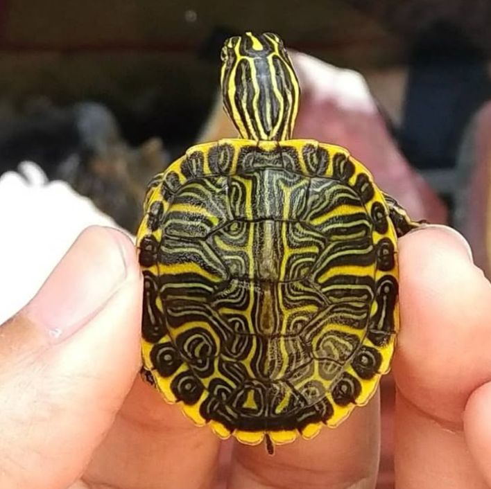 Peninsula Cooter Turtle - Small/Baby Turtle