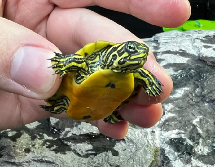 Peninsula Cooter Turtle - Small/Baby Turtle