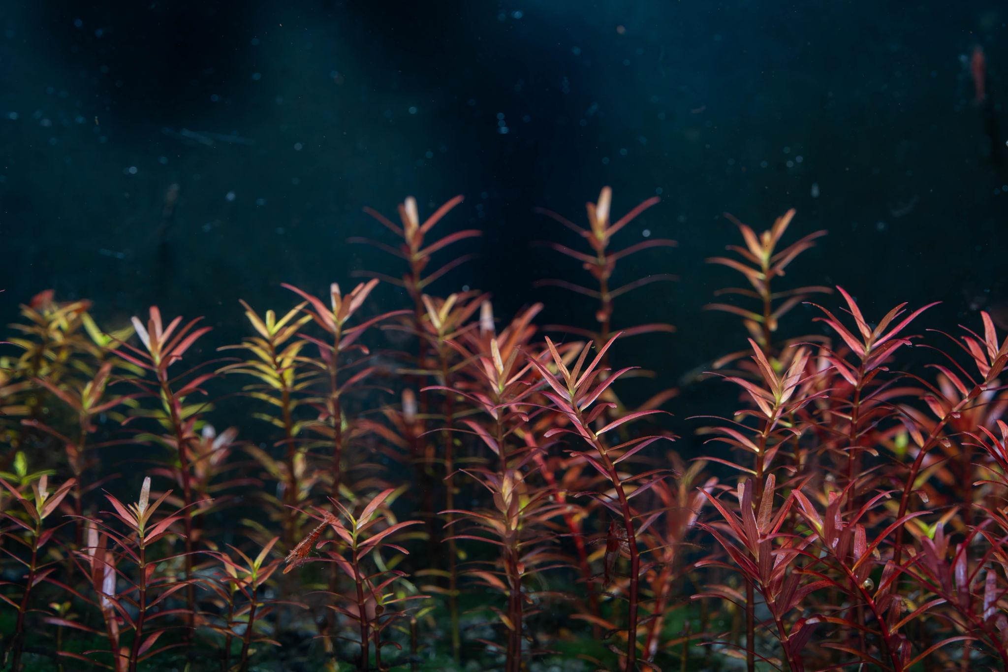 Rotala Rotundifolia “Red” – Submerged/Stem Plant