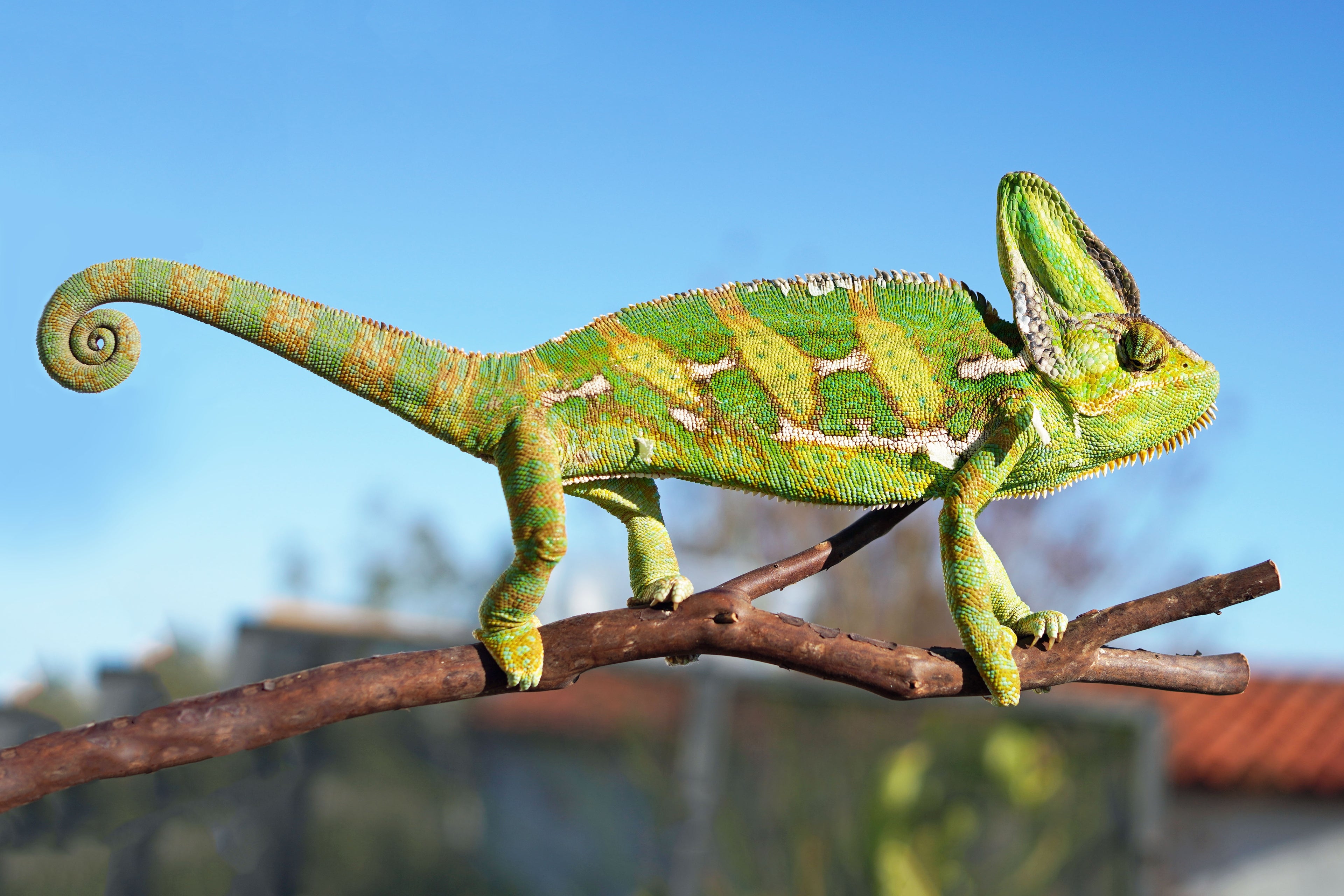 Veiled Chameleon 6in+ (Juvenile)