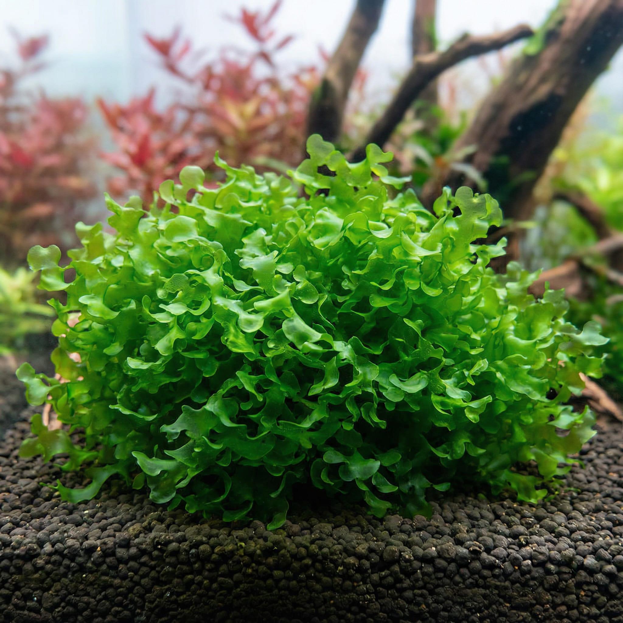 Subwassertang (Small Cup Full)