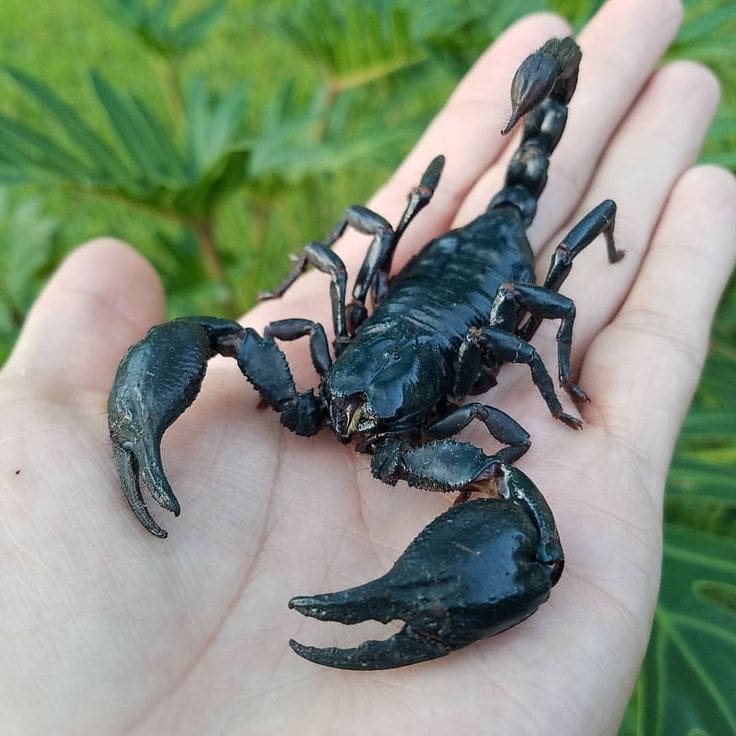 Asian Forest Scorpion