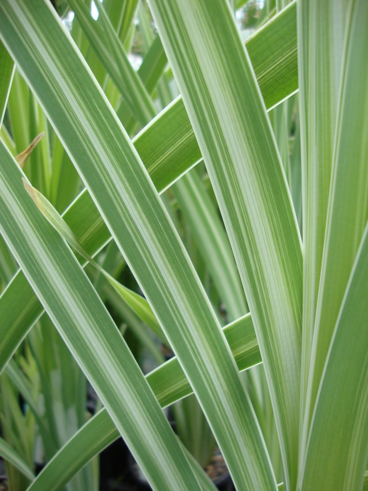 Variegated Cattail – Marginal Plant