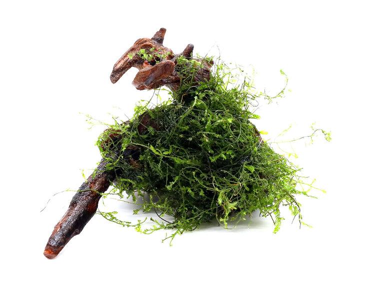 Assorted Moss