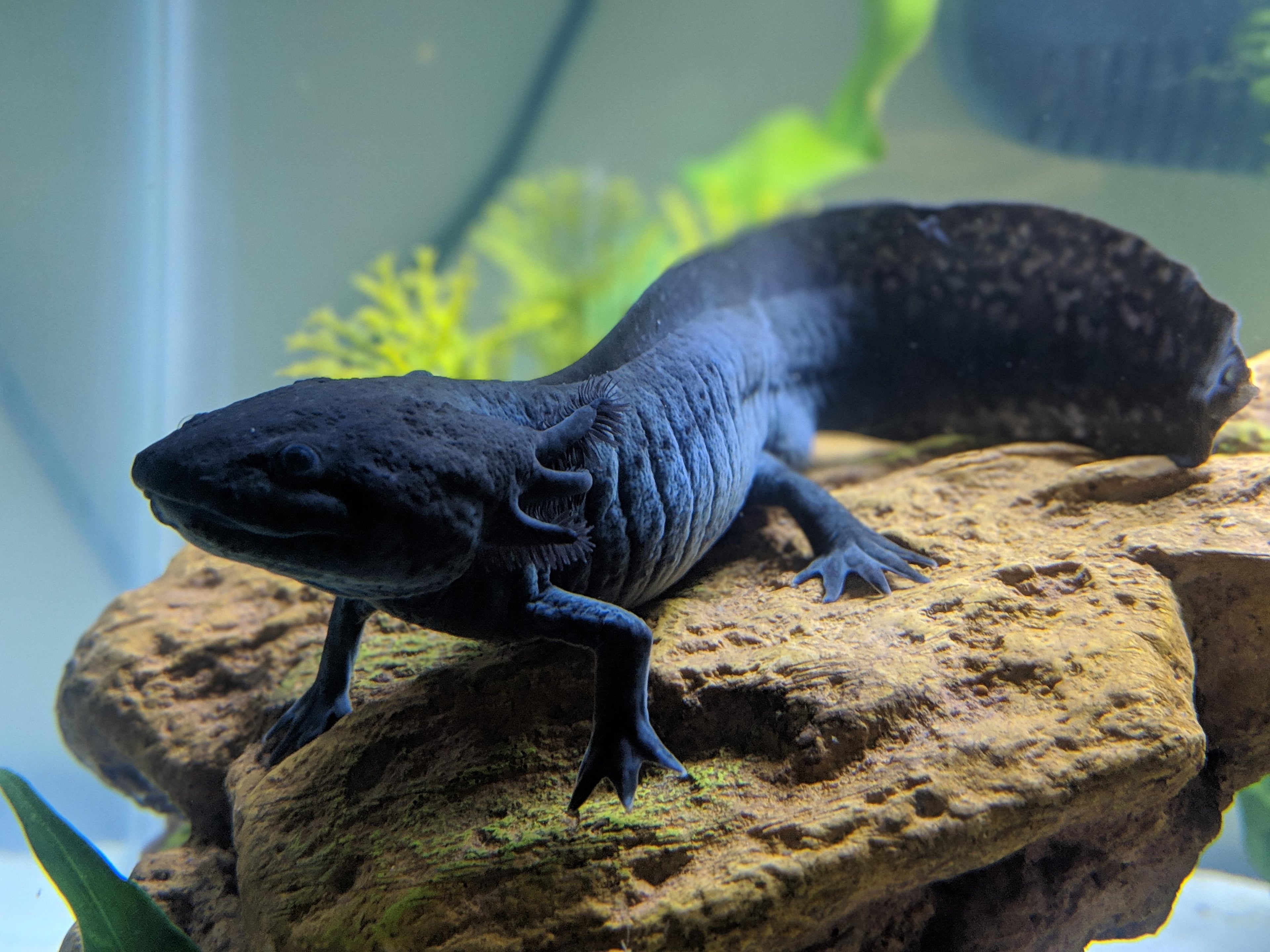 Axolotl - (Dark & Green Body Types)