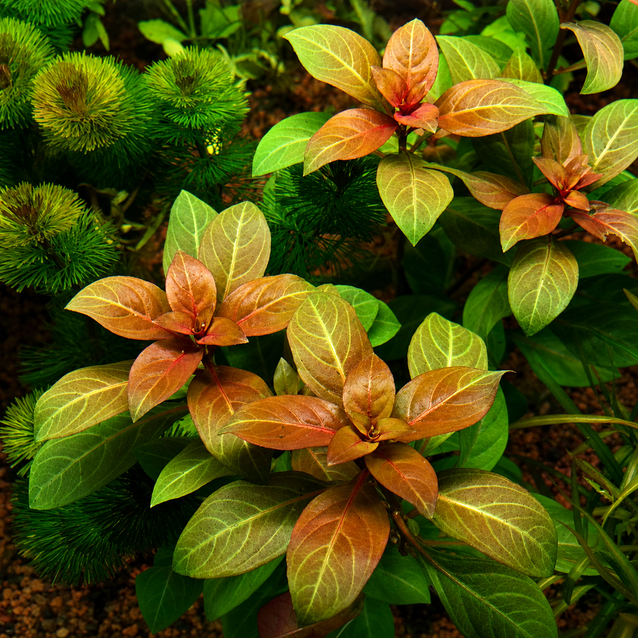 Ludwigia Repens "Rubin"