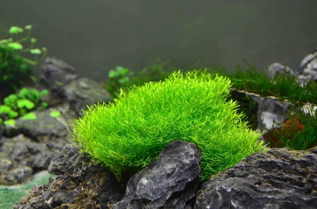 Riccia Fluitans (Sold in Small Cups)