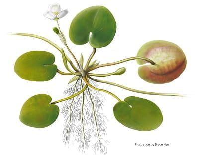 Frogbit – Floating Plant (Set of 8)