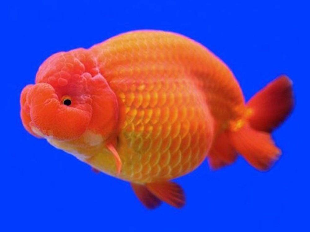 Ranchu - Goldfish