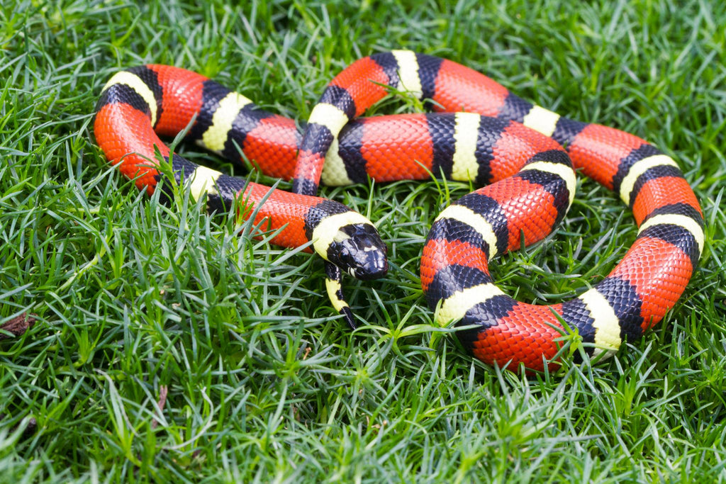 Pueblan Milk Snake