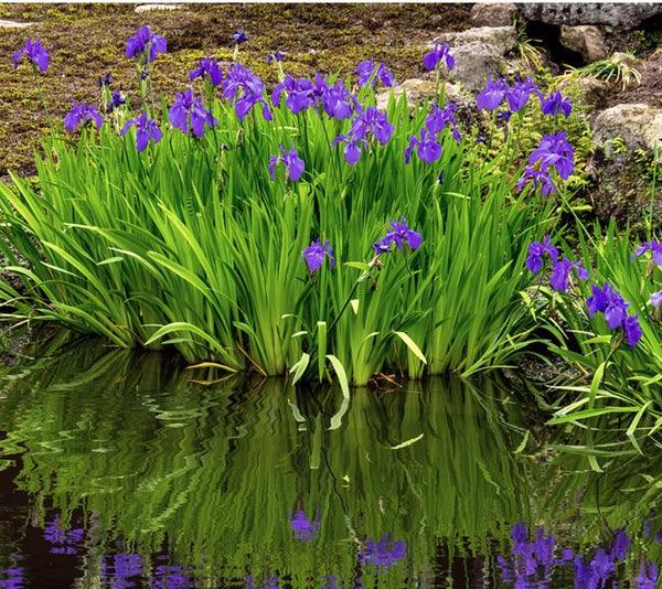 Blue Iris – Marginal Plant