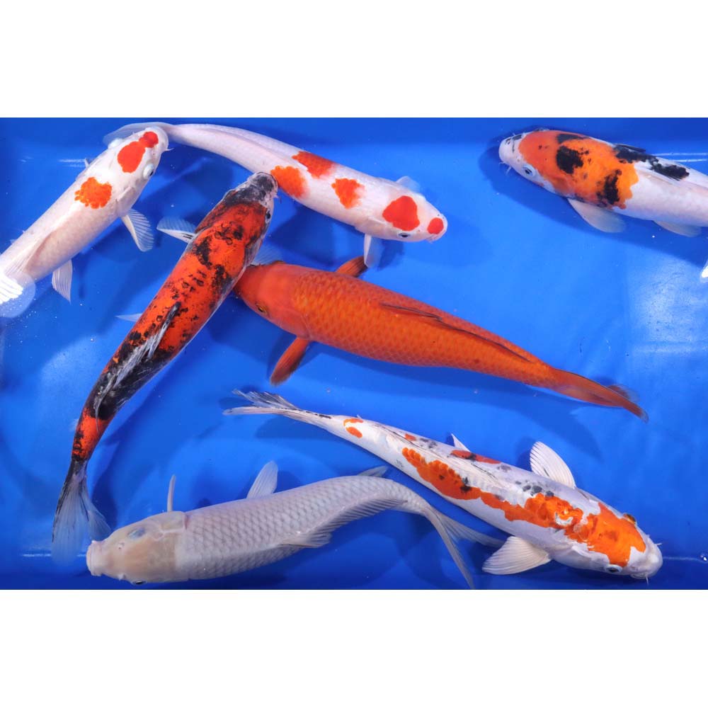 Assorted Koi 12in - Regular Fin