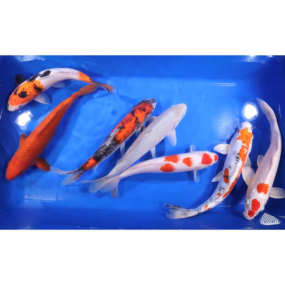Assorted Koi 12in - Regular Fin