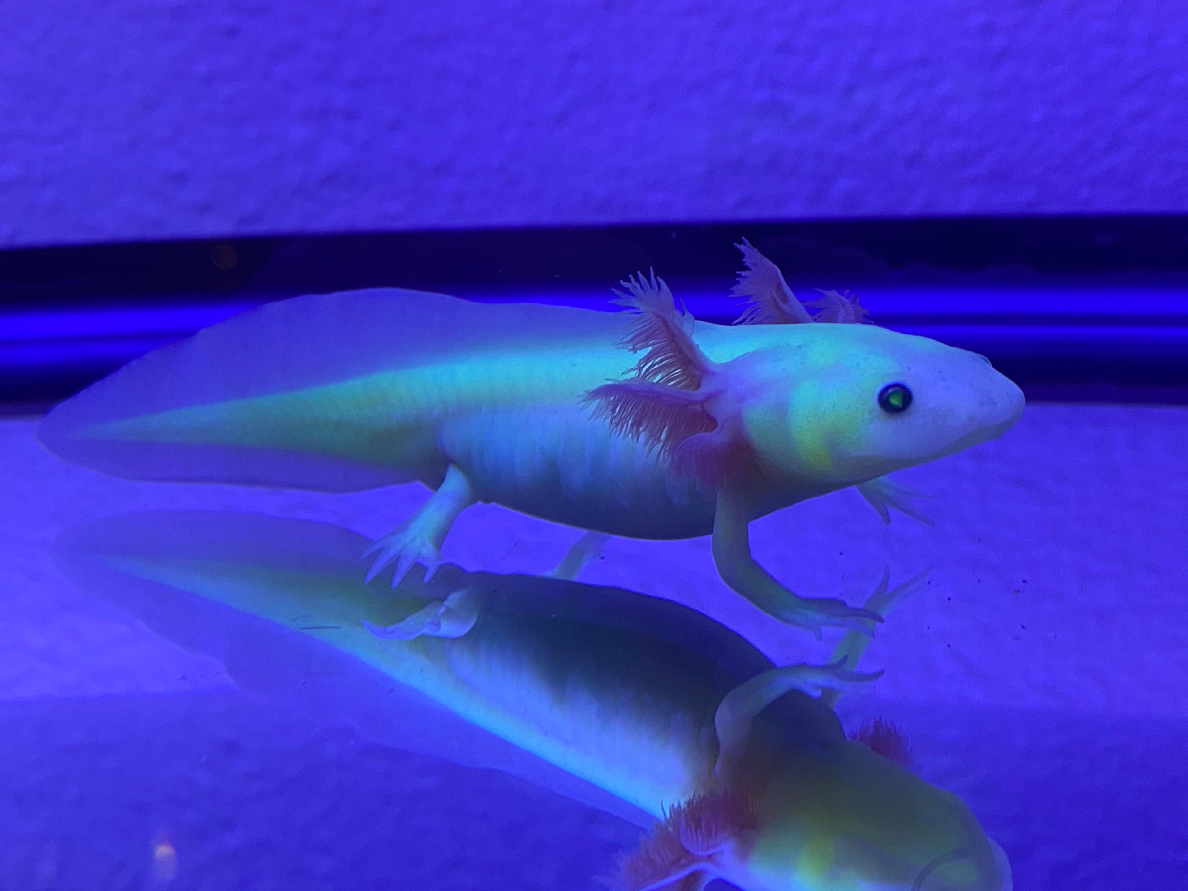 Axolotl - GFP (Green Fluorescent Pigment Body Types)