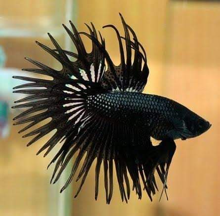 Black Orchid Crowntail Betta (Male)