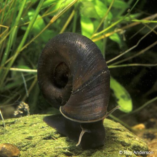 Ram Snails - Brown Variety (Set of 20)