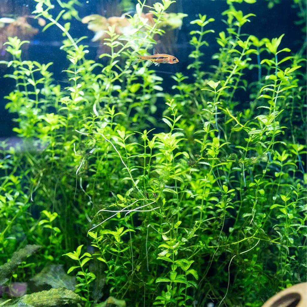 Pearlweed - 2oz Cup