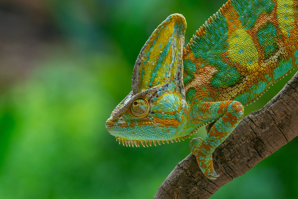 Veiled Chameleon 6in+ (Juvenile)